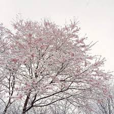 日本超夢幻 雪櫻 難得的4月雪好冷但也好美啊 ０ yoshitomo nara outdoor snow