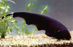 The black ghost knifefish is an individual from the apteronotidae family and the dotted knifefish gathering. 7 Black Ghost Knife Fish Ideas Fish Freshwater Aquarium Fish Freshwater Fish