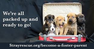 The apa adoption center serves the st. Stray Rescue Of St Louis Puppy Fostering Class Adoption Event