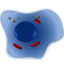 Learn fundamentals of cell biology and get ready for your next test, quiz or exam. Cell Biology 101 Apk