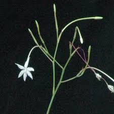 Image result for Afrosolen schimperi