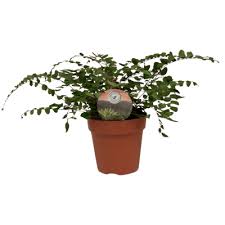 Image result for Pellaea dura