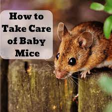 How To Care For Baby Mice Found In The Wild Pethelpful