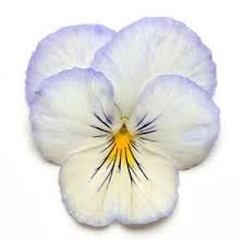 Cool Wave Frost Pansy Pansies Plants Flowers