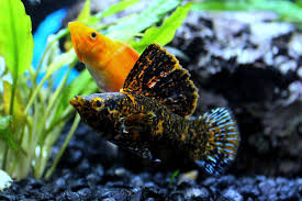 Molly (1999 film), an american film starring elisabeth shue. Mollies Aquariums