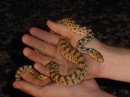 A Juvenile Bull Snake Snake Reptiles Bull