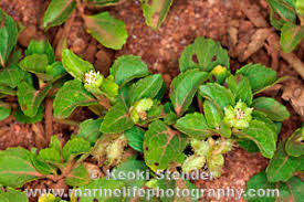 Image result for Acanthospermum australe