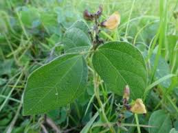 Image result for Vigna hosei