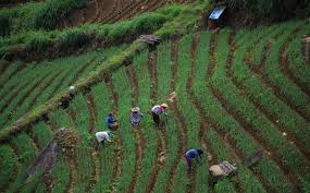 Petani Manfaatkan Lahan Terasering Guna Menahan Terjadinya Longsor 0 Foto Okezone Economy