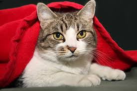 It has been recognised in dogs and cats, but the aetiology of the disease in both species is completely different. Feline Hypersomatotropism Mspca Angell
