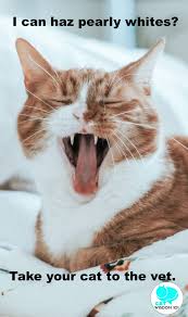 An abscess tooth may begin with a fractured tooth. Vet 101 Feline Heart Murmurs And Dental Cleaning Cat Wisdom 101 Everything Feline Since 2011