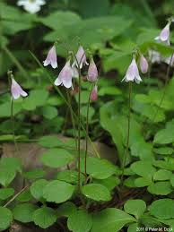 Image result for Linnaea borealis