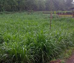 Meskipun demikian, permintaan untuk pakan ternak tidak akan mengalami perubahan drastis. Jenis Rumput Gajah Budidaya Dan Kemampuan Produksinya Saka Doci