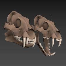 Cranio De Tigre Modelo 3d 6 Unknown Max 3ds Obj Fbx Free3d