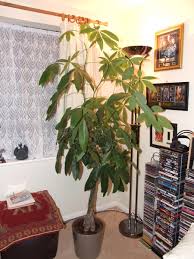 We did not find results for: Money Tree Pachira Aquatica Growing Like Wild Help Ubc Botanical Garden Forums