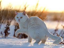 schneewittchen auf samtpfoten schneeweisse katzen weisse katzen tierbabys bilder katze im schnee