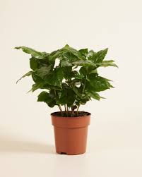 Image result for Coffea