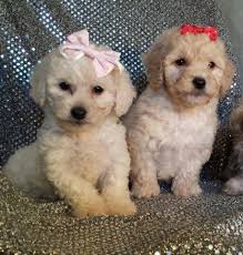 We have maltipoo puppies that have been adopted by new jersey families! Maltipoo Puppies For Adoption 8 Weeks Old For Sale In Fort Worth Texas Classified Americanlisted Com