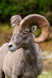 Bighorn Ram Animals Animals Beautiful Nature Animals