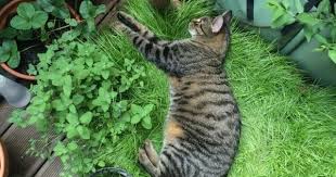 Katzen Grasbox Fur Den Balkon Frag Mutti Katzengarten Katze Balkon Katzen