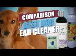 pin on dogs