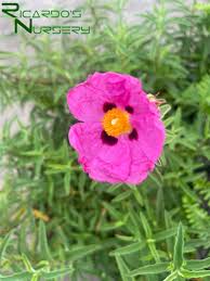 Image result for Cissus faucicola