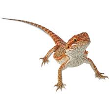 Individuals measuring up to 18 in (45 cm) are commonly found while there have been occasional discoveries of 20 in (50 cm. Bearded Dragons For Sale Buy Live Bearded Dragons For Sale Petco