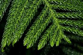 Image result for Araucaria heterophylla