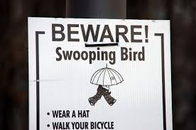 Jun 26, 2021 · a spectator, appearing to wave a sign with their back turned to the race, knocked down german cyclist tony martin, setting off an enormous crash. Australian Cyclist Dies After Encounter With Angry Magpie Bicycling
