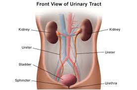 In the early stages, most people don't have signs or symptoms. Urethral Cancer Ucla Urology Los Angeles California Ca