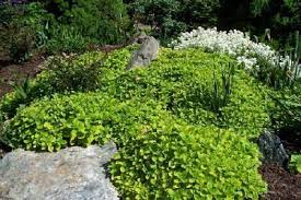 Ground mediterranean oregano has an almost magical affinity for tomatoes. Pin On Glorious Ground Covers