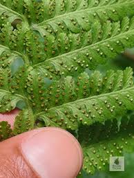 Image result for Microlepia speluncae