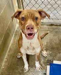 My oldest is looking to sale some of her toys Boo and Sully 10$ for both  sully males sounds Stitch ￼5$ Dog man 5$ Toy Story lot 30$ or 5$ each Barbie