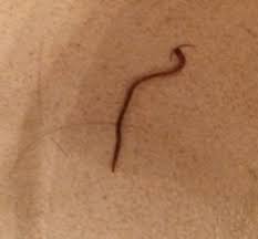 Small Skinny Brown Worm On The Floor All About Worms