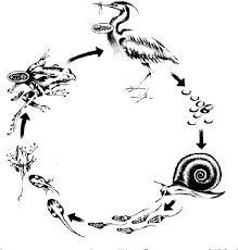 Ribeiroia ondatrae is a parasite in the genus ribeiroia which is believed to be responsible for many of the recent increases in amphibian limb malformations, particularly missing, malformed. Figure 1 From The Threat Of Trematodes To The California Newt Taricha Torosa Semantic Scholar