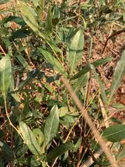 Image result for Stathmostelma pauciflorum