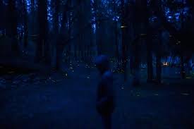 Heute geht es um den besuch vom santuario de las luciérnagas in tlaxcala. El Bosque Mexicano Que Ilumina Las Noches Con Luciernagas Verne Mexico El Pais
