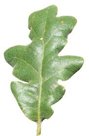 Resultado de imaxes para hoja de roble