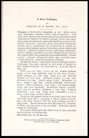 Image result for Erlangea