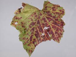 Image result for Grapevine leafroll virus
