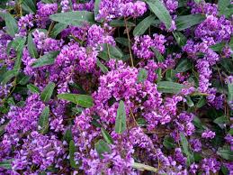 Image result for Hardenbergia