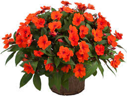 Image result for Impatiens gesneroidea