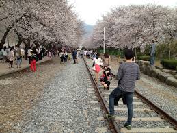 진해 군항제 즐기기 : 클리앙