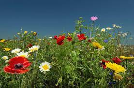Wildflower seeds garden pictures spring pictures my secret garden dream garden meadow garden spring flowers spring wildflowers love flowers wild flowers children photography portrait photography namaste queen annes lace we are the world cute photos beautiful pictures. Wildflowers Growing In Rural Field By Mischa Keijser