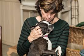 Hs cabarrus animal rescue, concord, north carolina. Foster Aarf