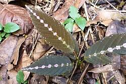 Image result for Leea guineensis