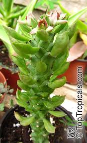 Image result for Monadenium lugardiae