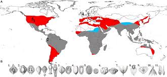 Image result for Anacardiaceae