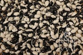 Image result for dalmatin