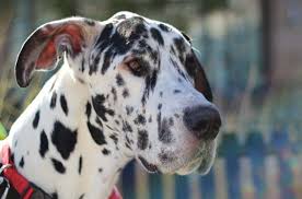 Find great dane in dogs & puppies for rehoming | 🐶 find dogs and puppies locally for sale or adoption in ontario : Rocky Mountain Great Dane Rescue Rescuing Great Danes